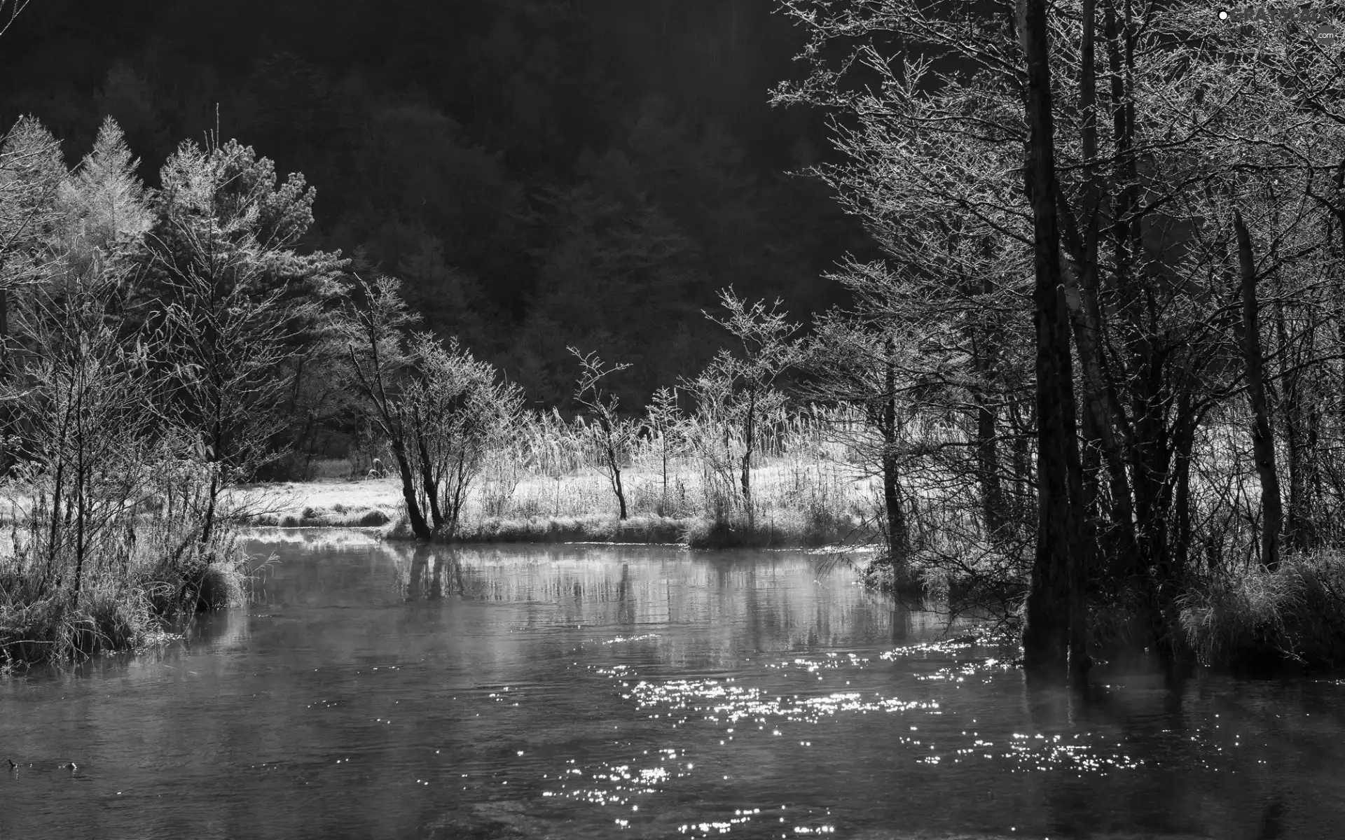 River, woods, winter, Mountains