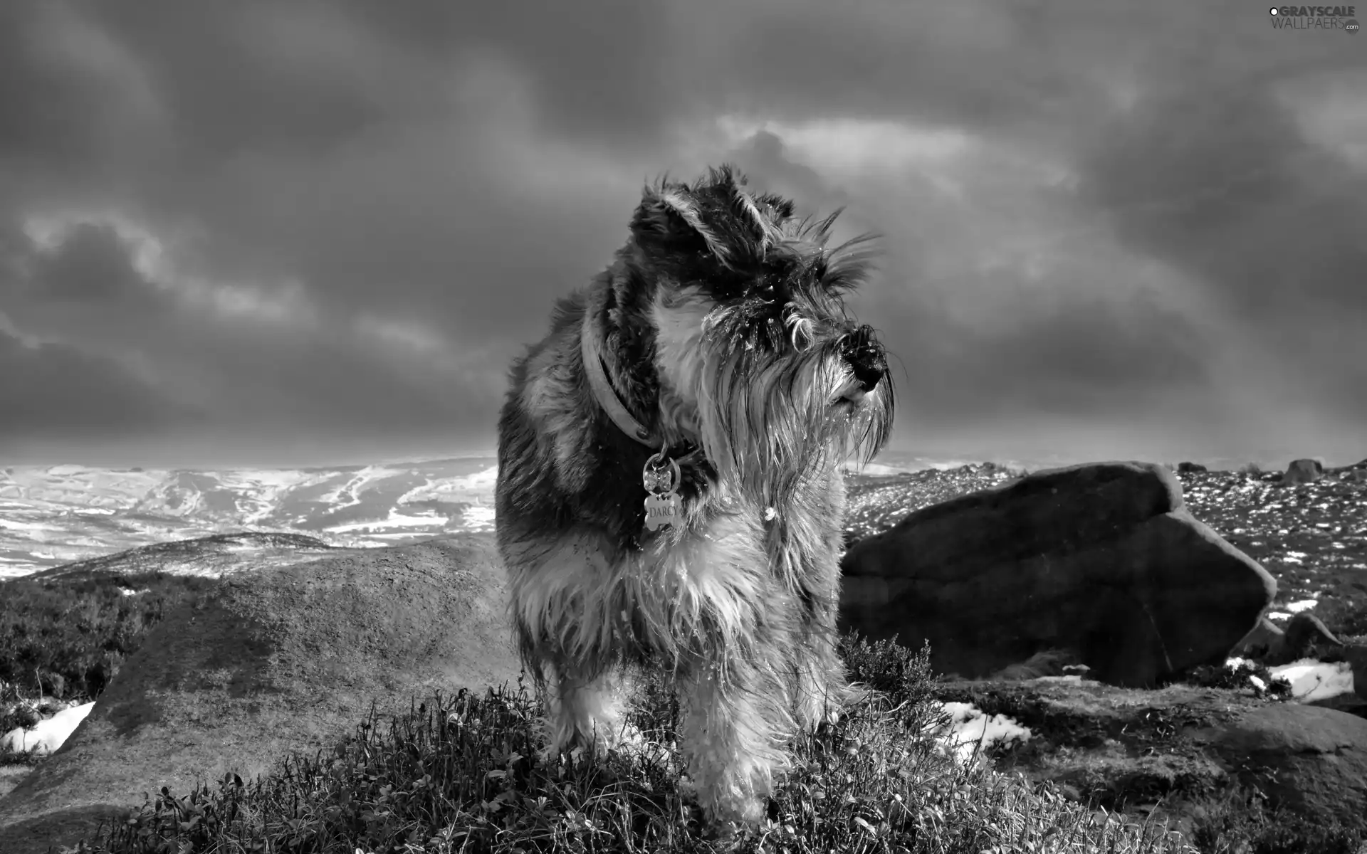 Schnauzer, Mountains, winter, rocks