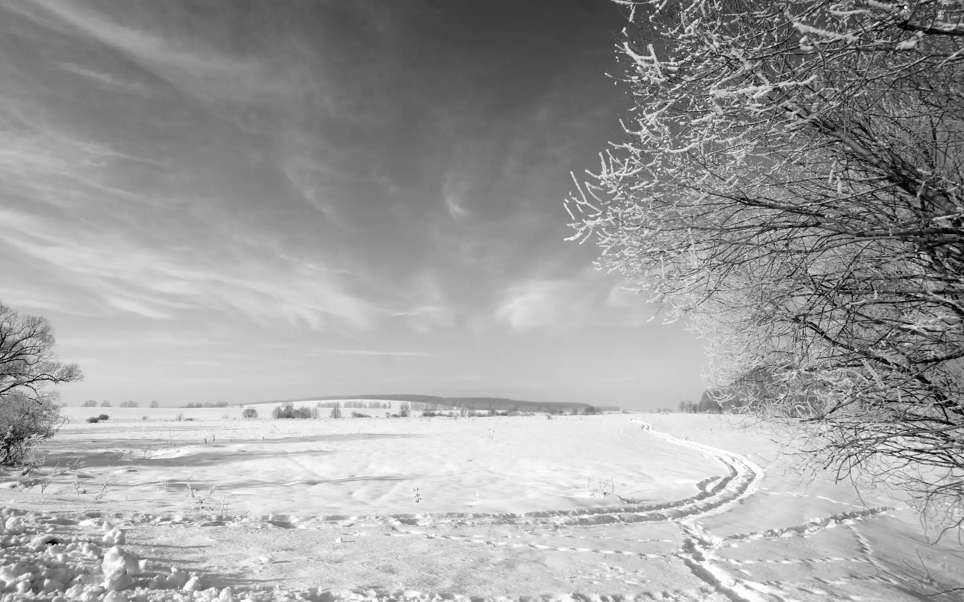 Sky, snow, winter, trees