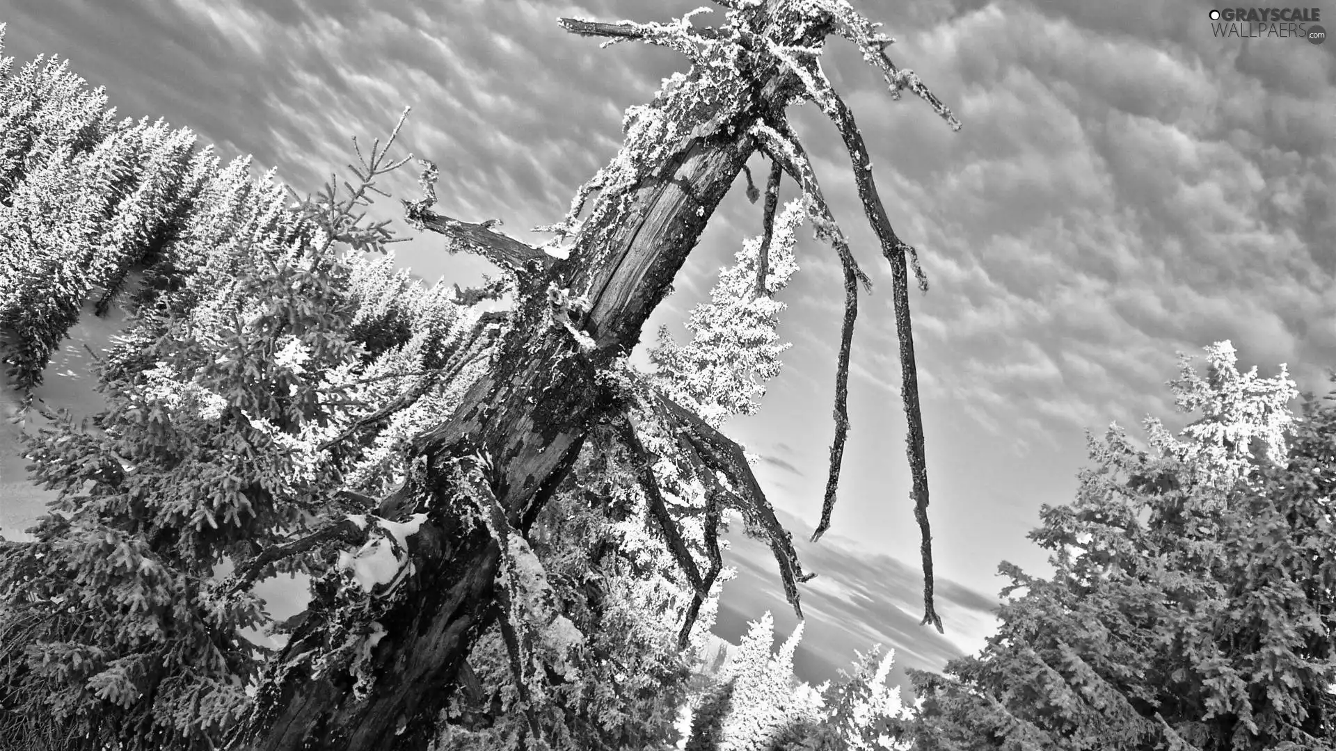 Sky, viewes, winter, trees