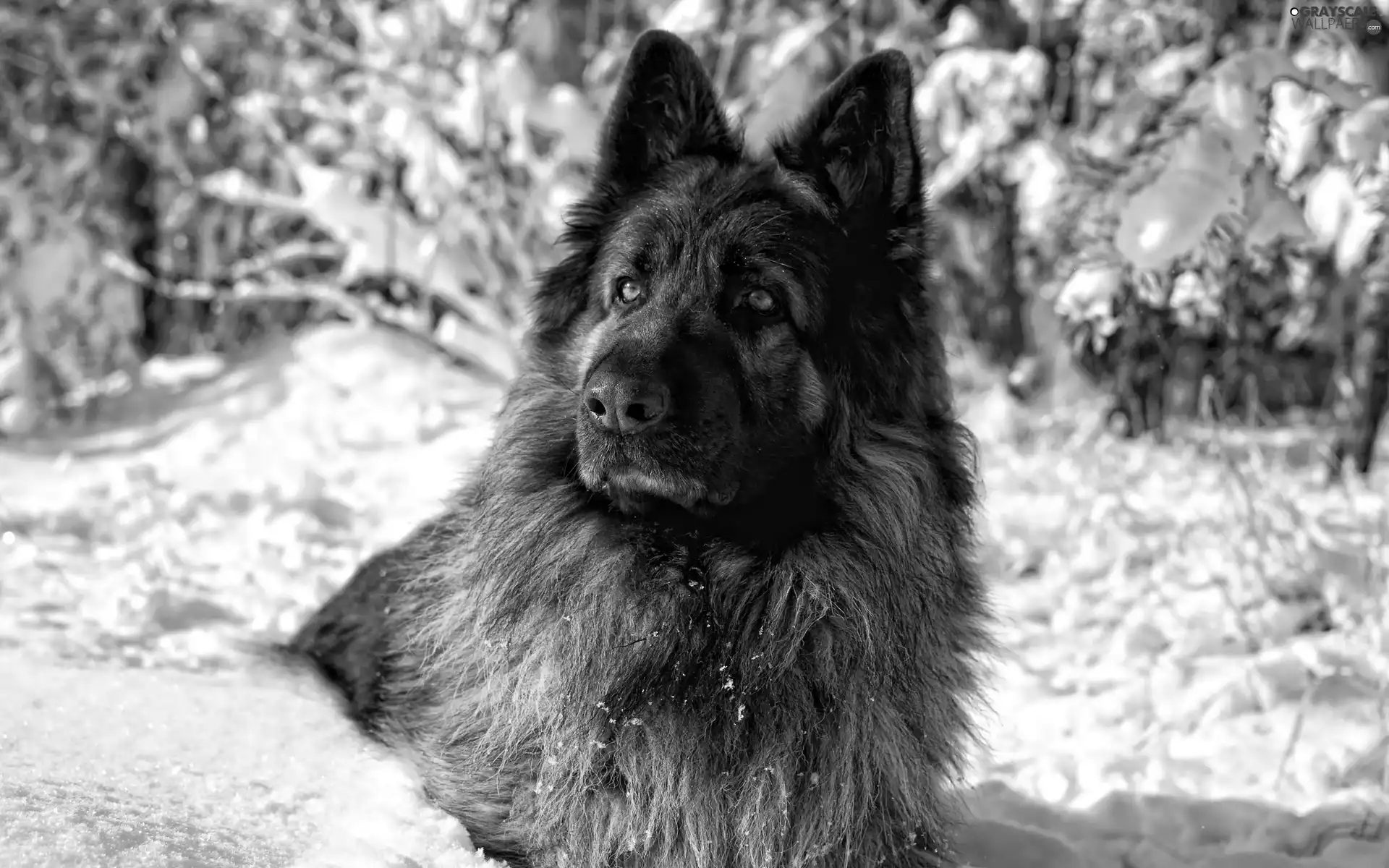 winter, dog, snow