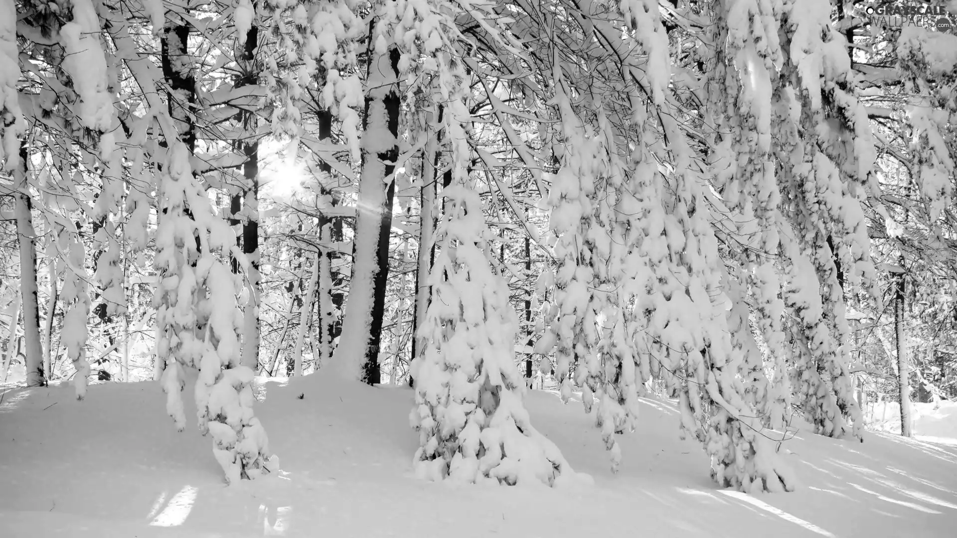 winter, forest, snow