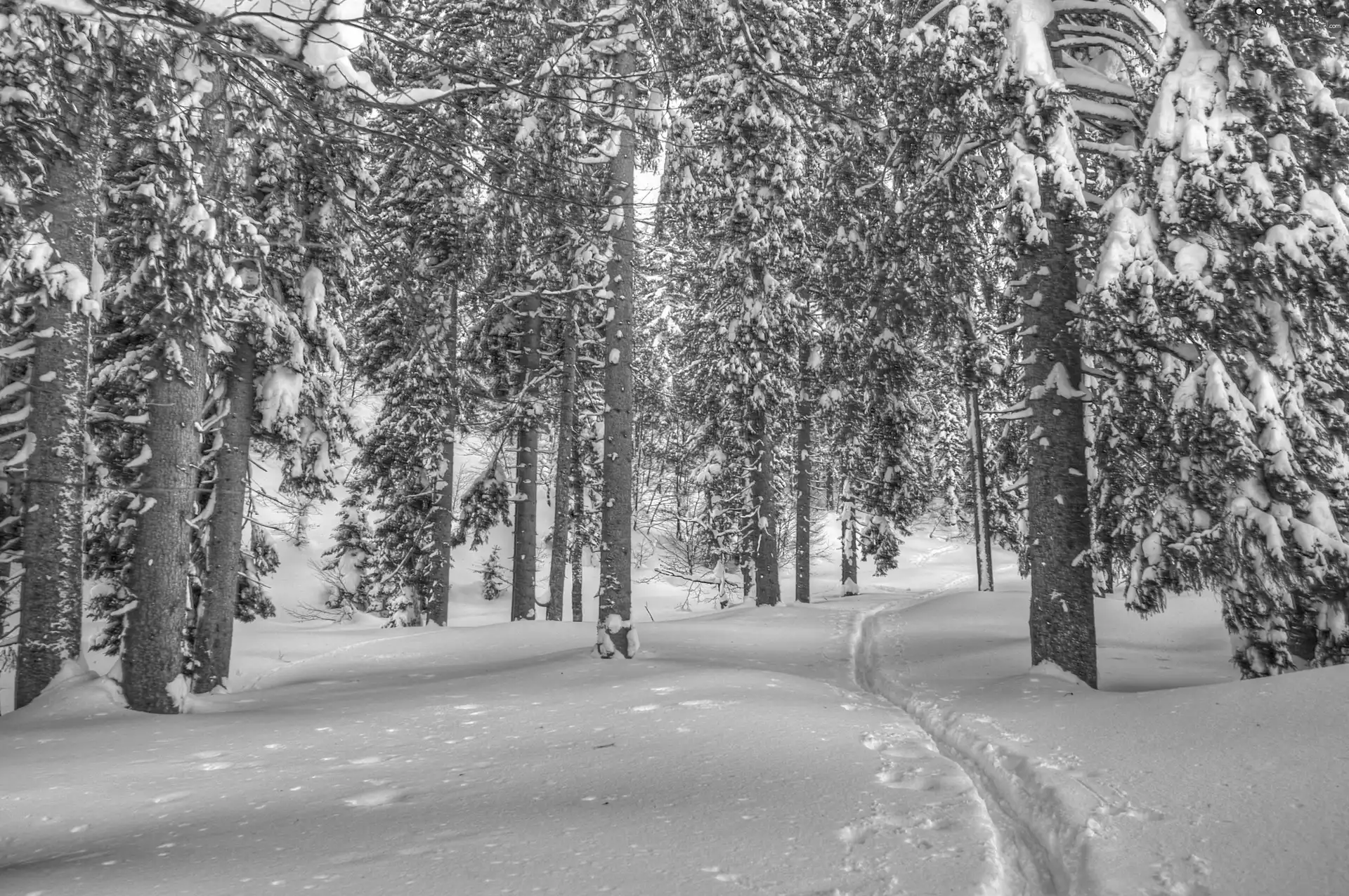 winter, forest, snow