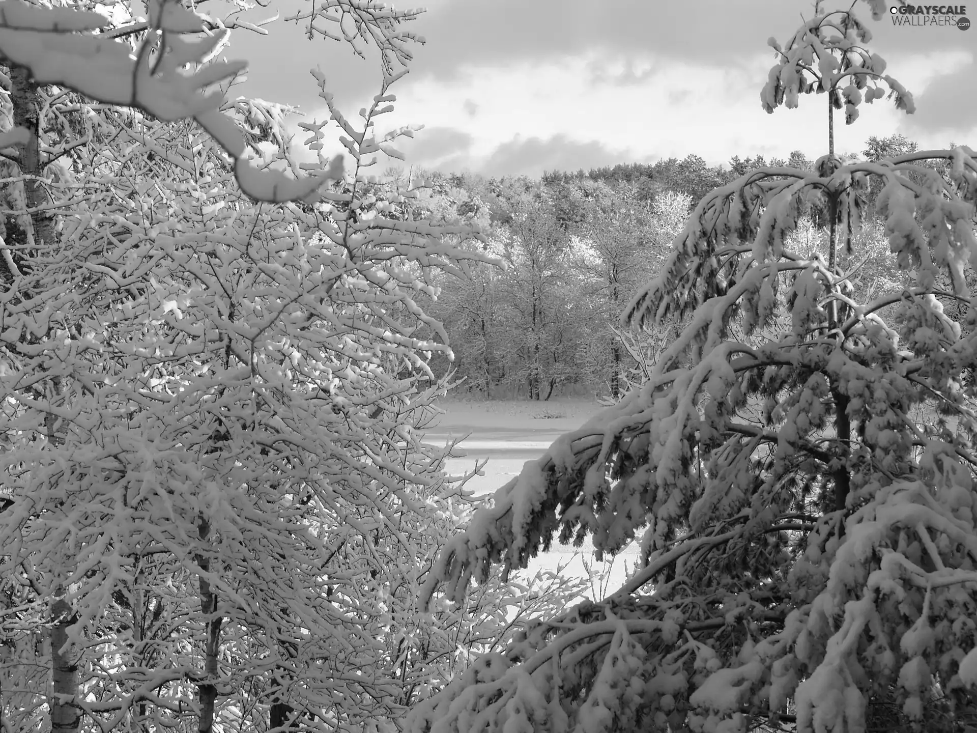 winter, forest, snow