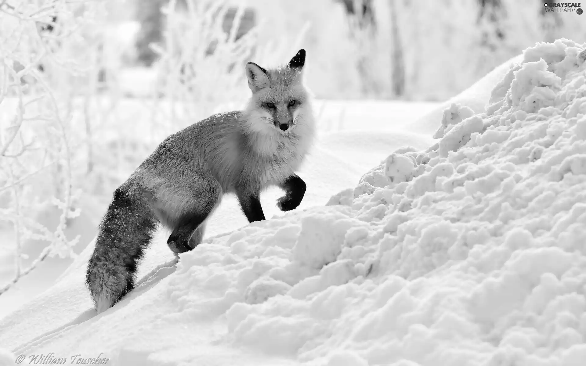 winter, Fox, snow