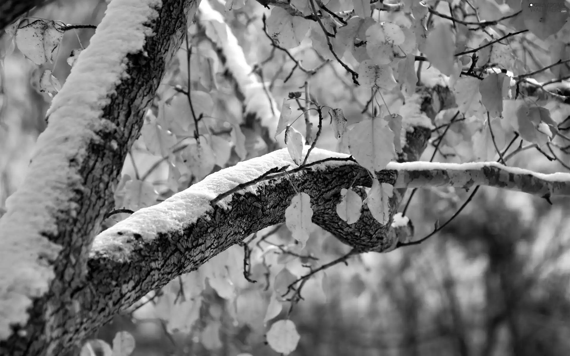 winter, snow, trees, autumn, Leaf