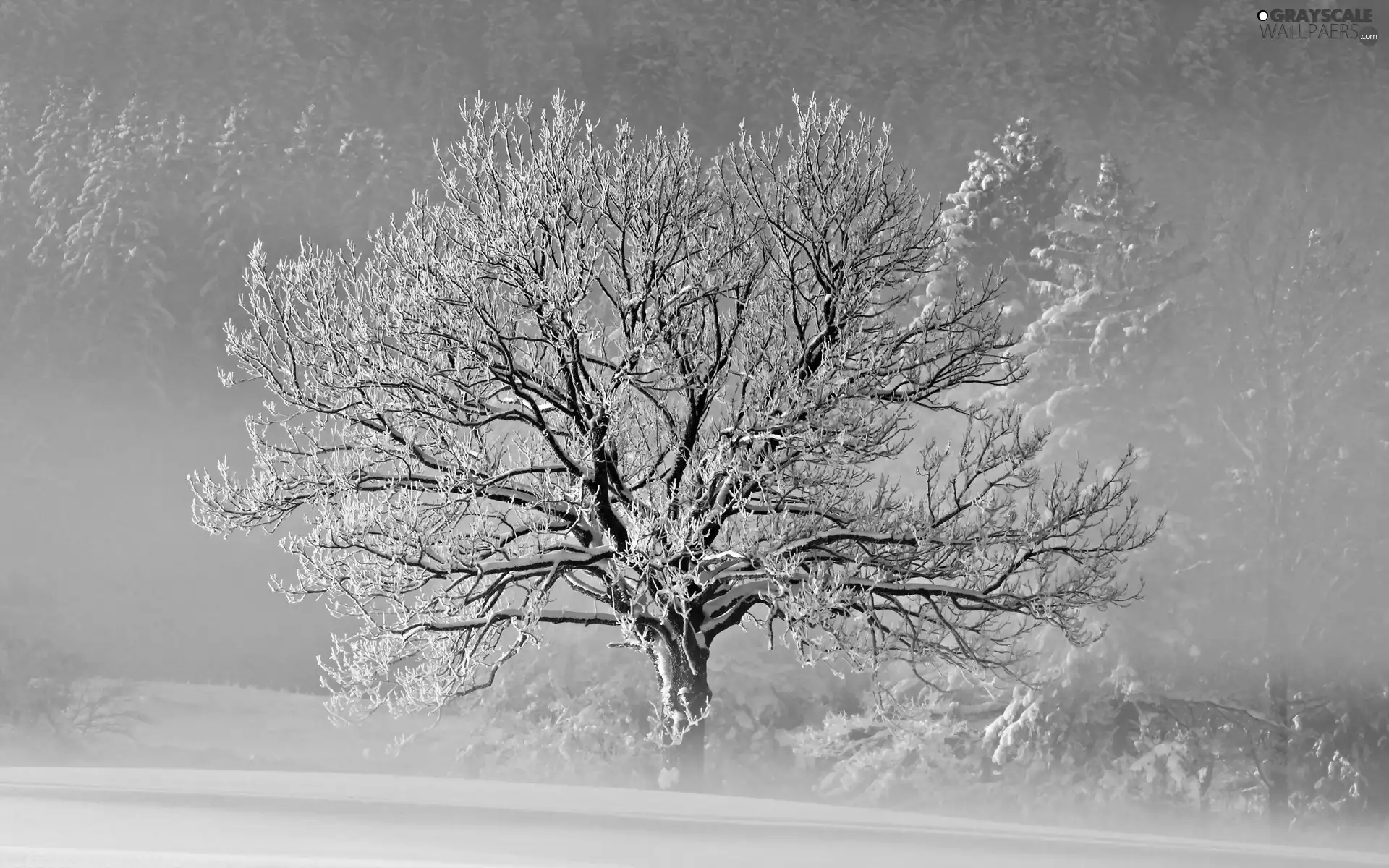 winter, trees, snow