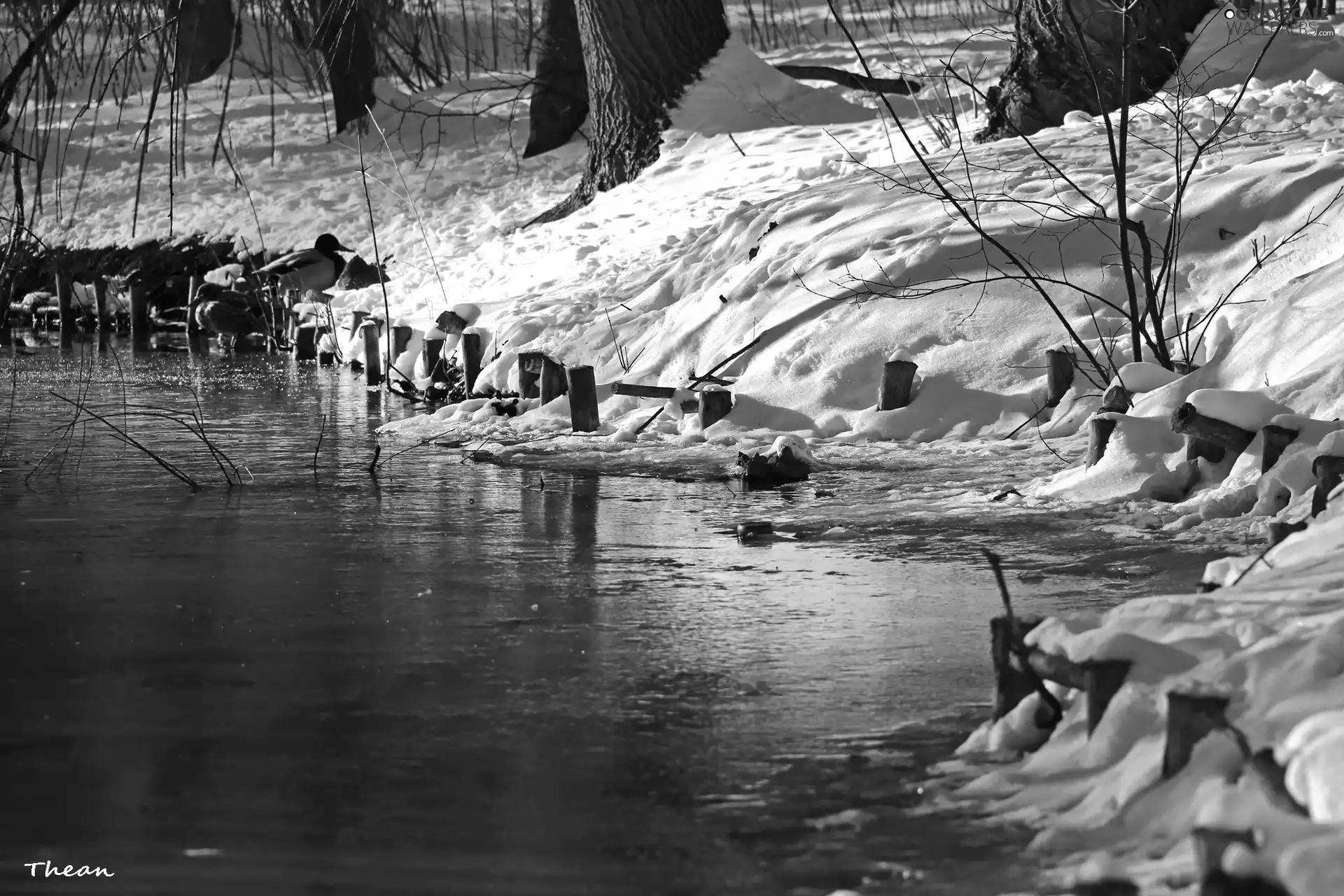 snow, winter, Pins, trees, wood, lakes, coast, viewes