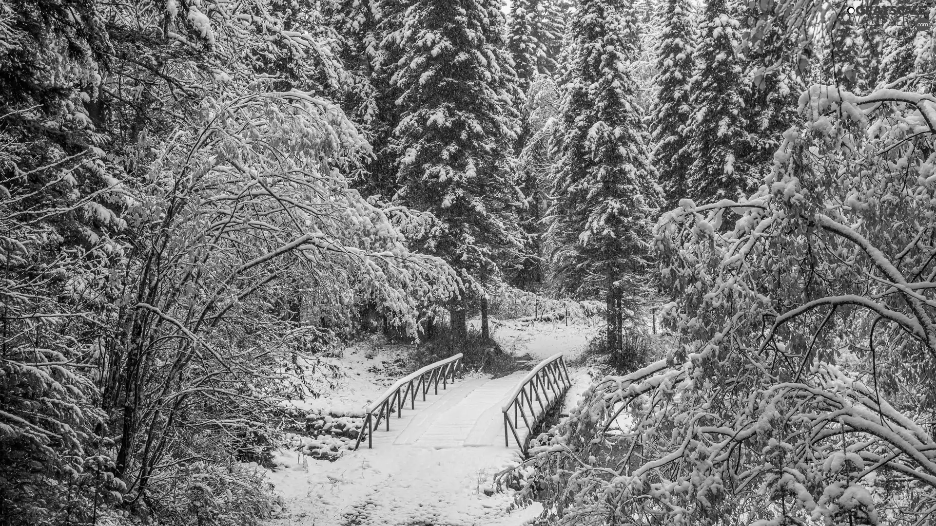 trees, forest, bridges, winter, viewes, Snowy