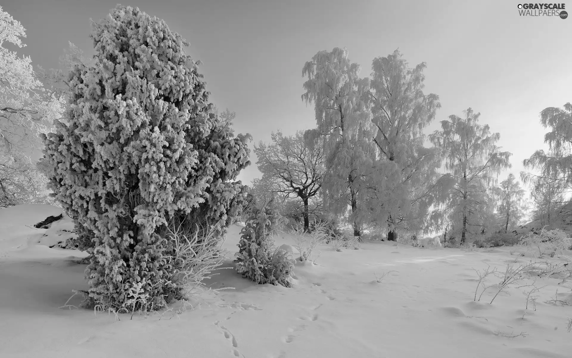 Snowy, viewes, winter, trees