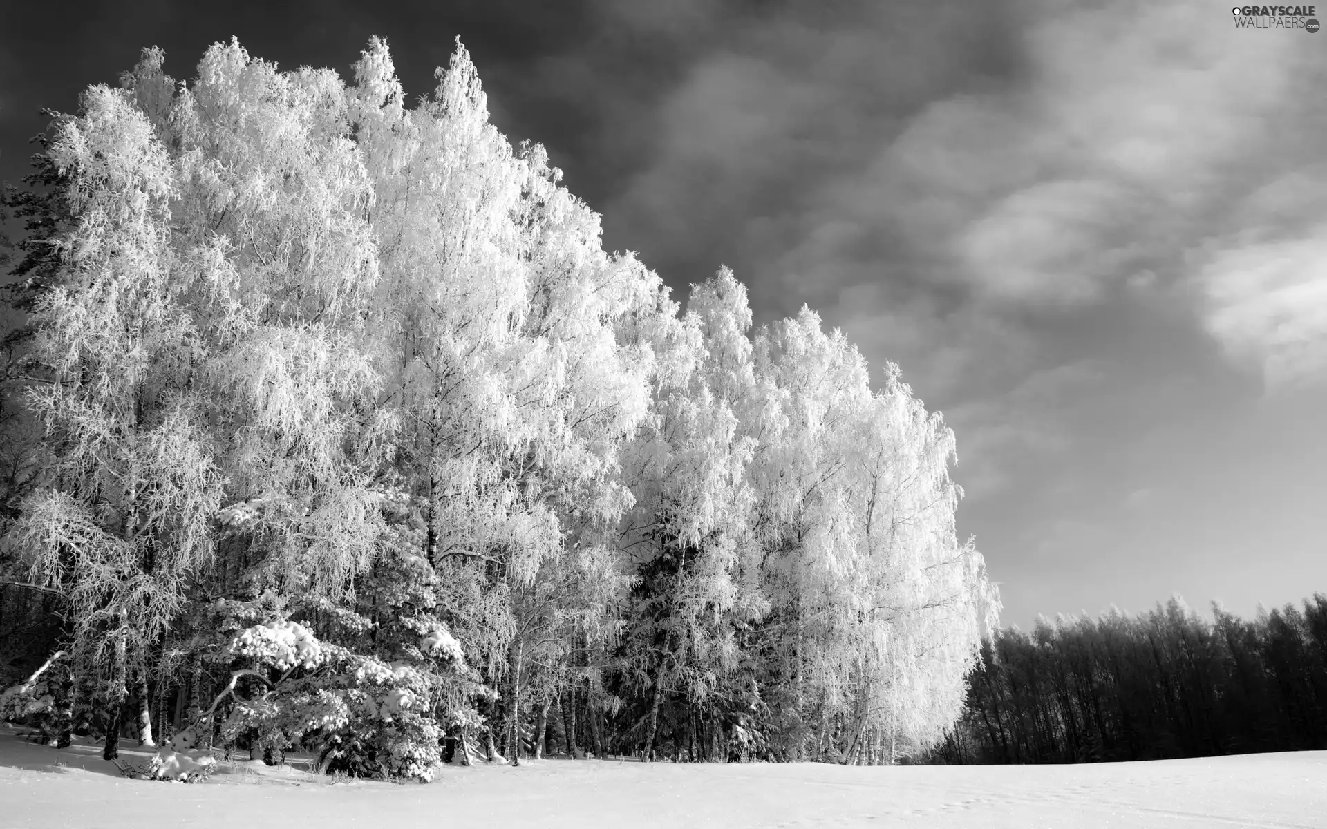 Snowy, viewes, winter, trees