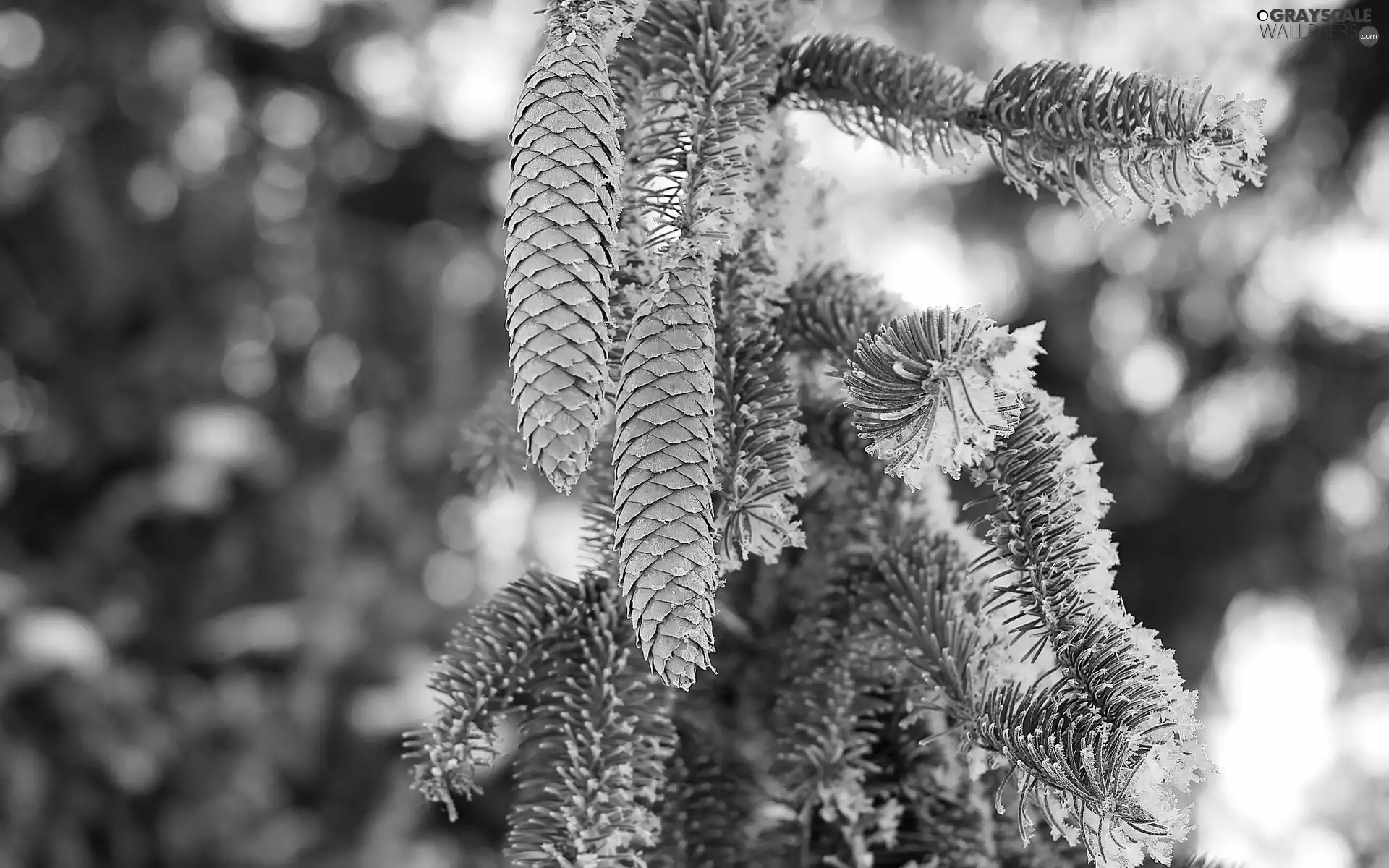 spruce, forest, winter, cones
