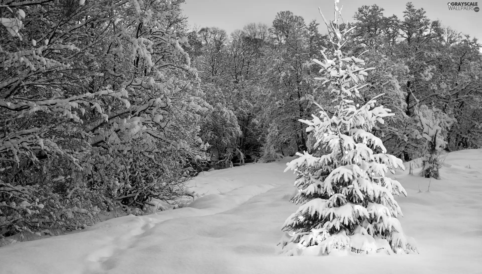 Spruces, christmas tree, winter, decorated