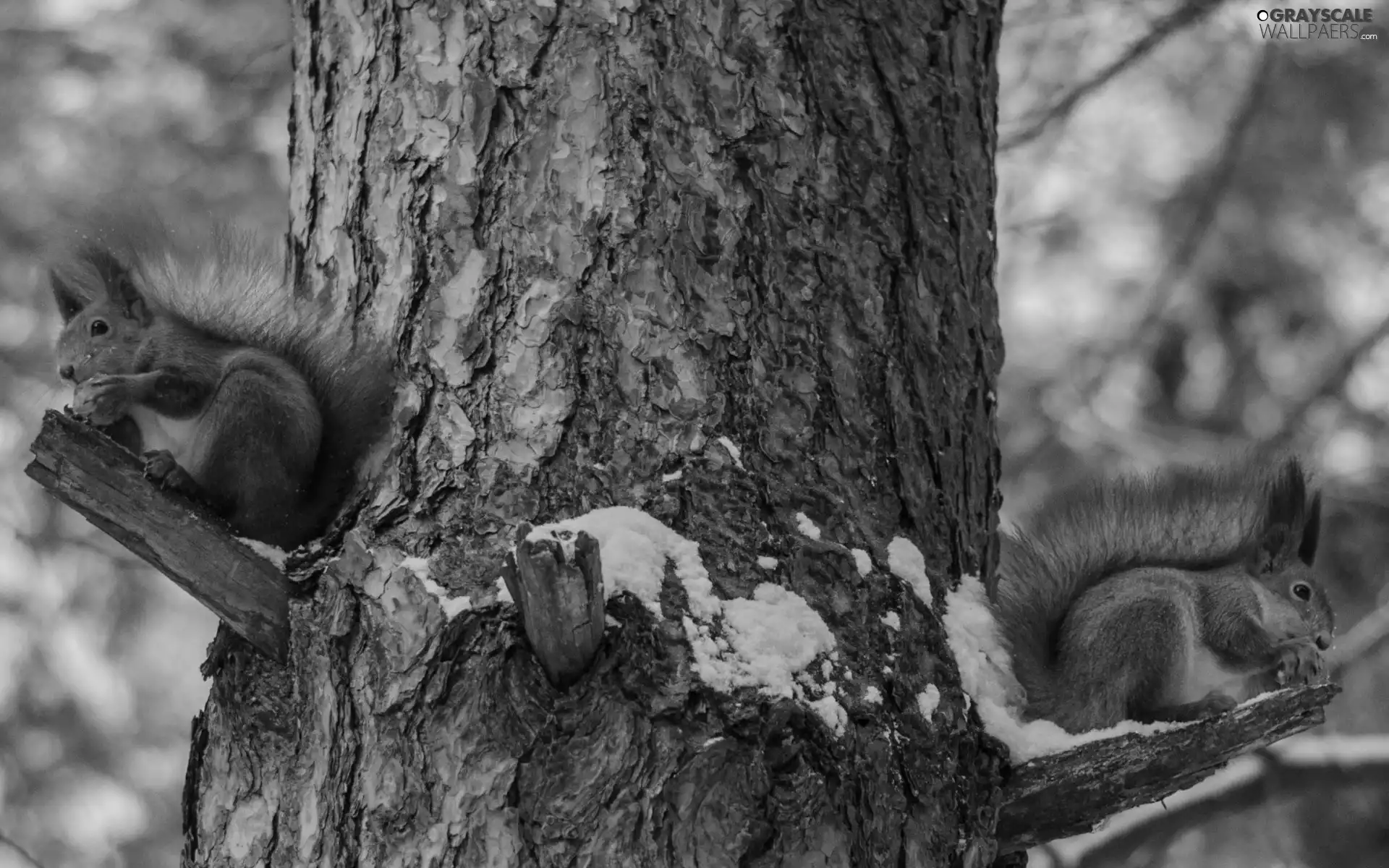squirrels, forest, winter, trees