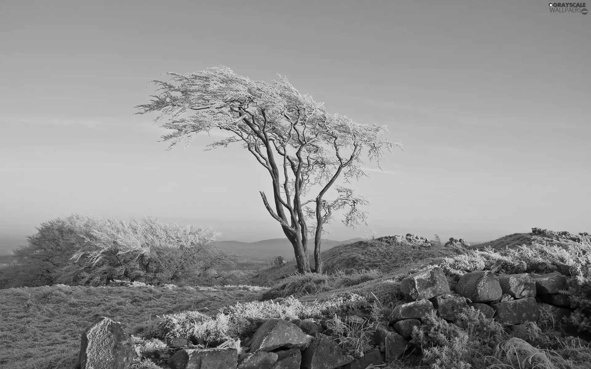 winter, trees, Stones