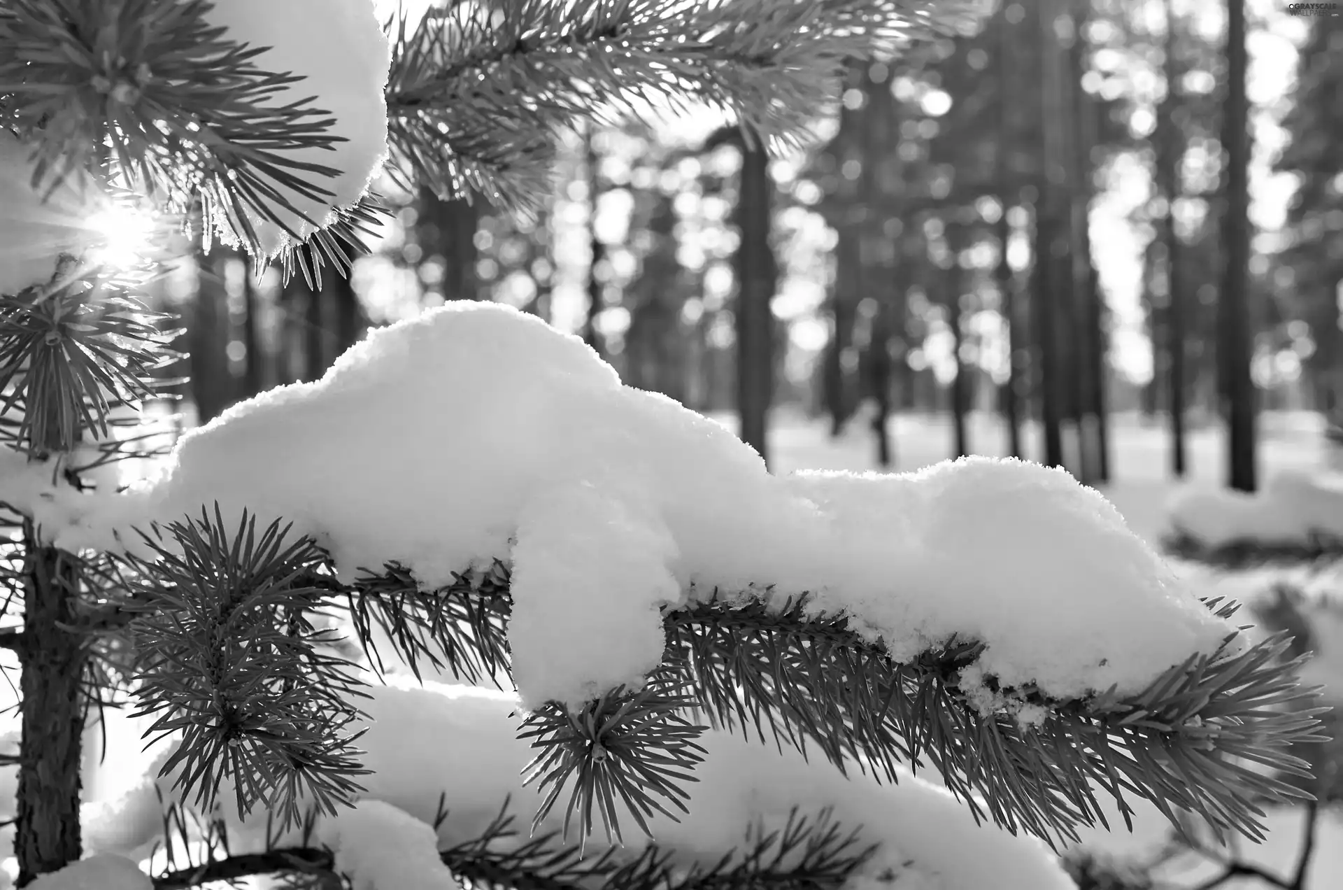 forest, light breaking through sky, Swierk, winter, twig