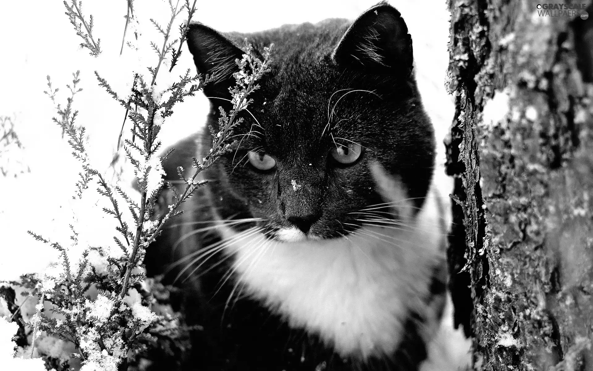 winter, cat, trees