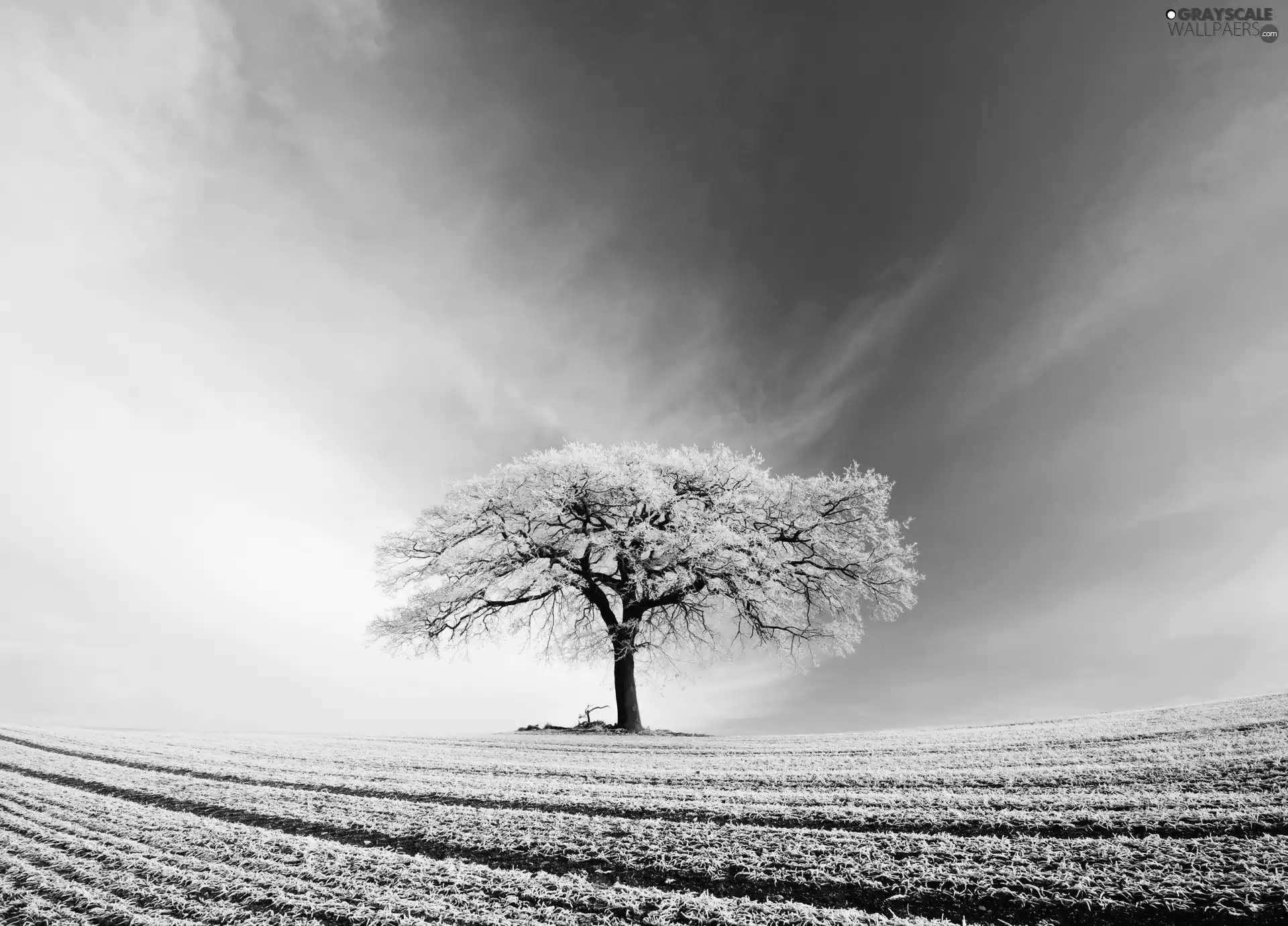 trees, field, winter, Sky