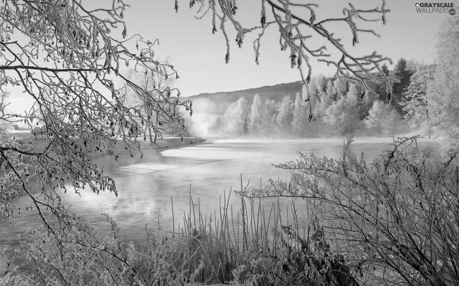 trees, Fog, winter, viewes