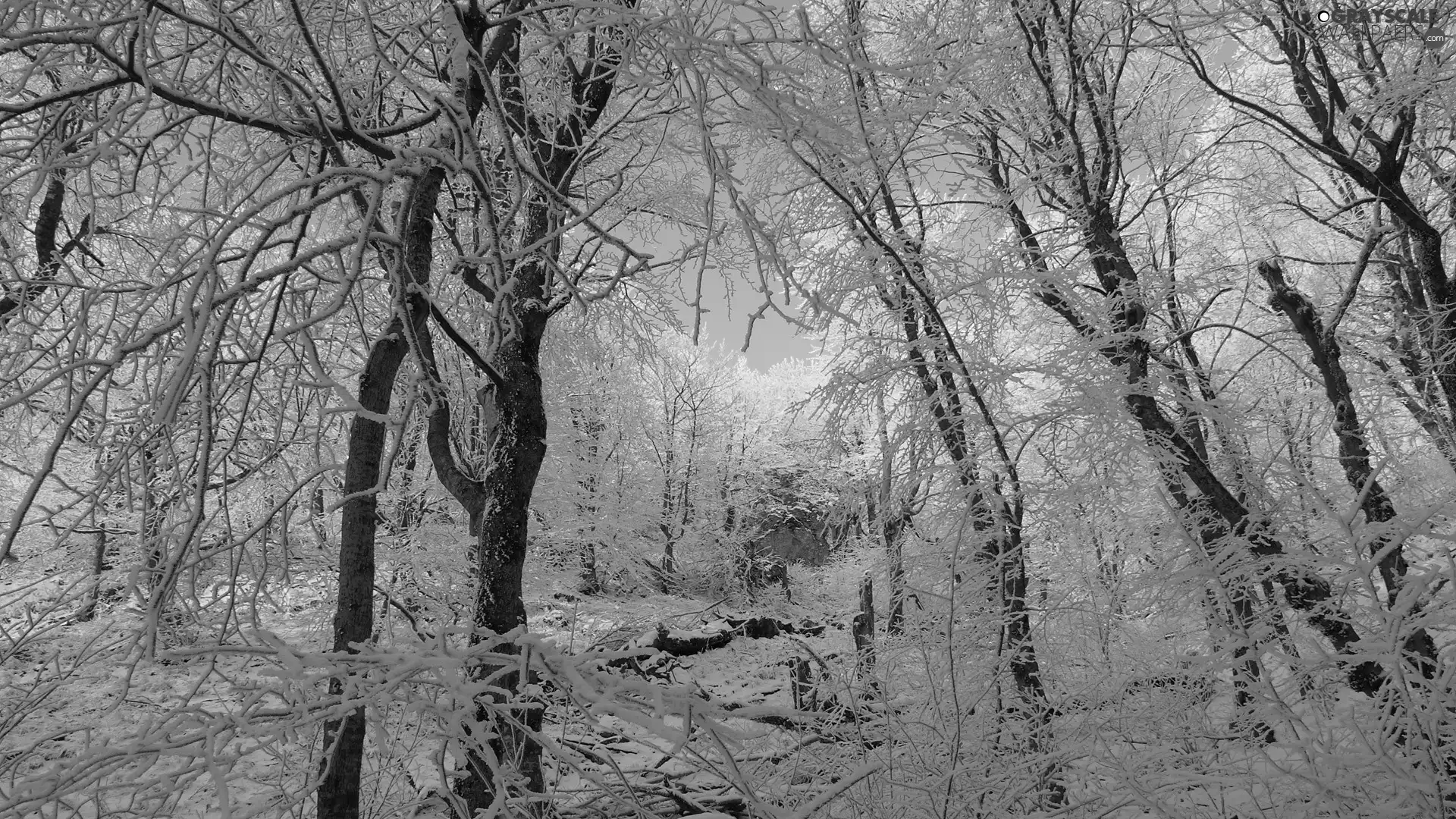 trees, forest, winter, viewes