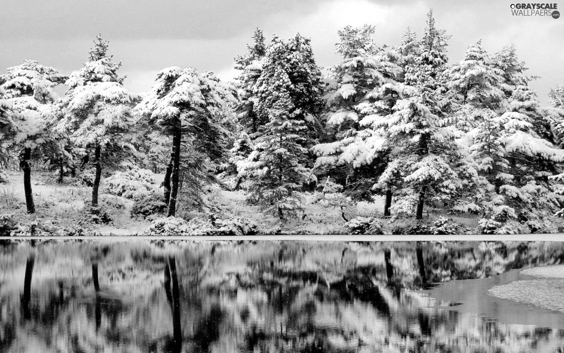 trees, lake, winter, viewes