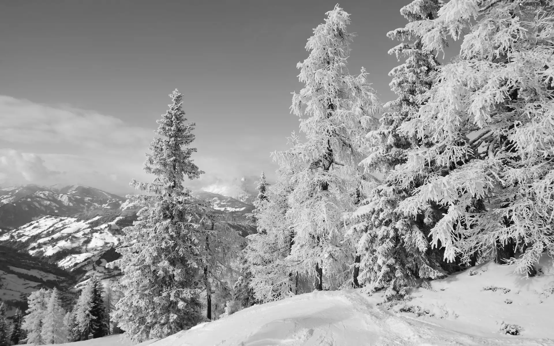 trees, Mountains, winter, viewes