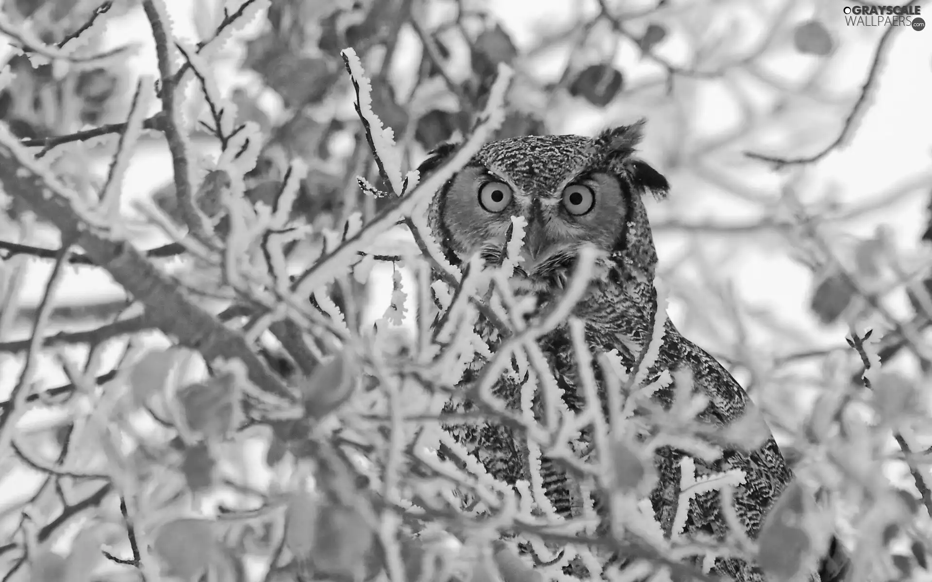 winter, owl, trees