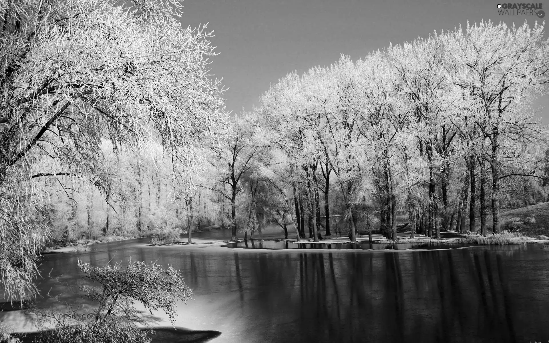 trees, River, winter, viewes