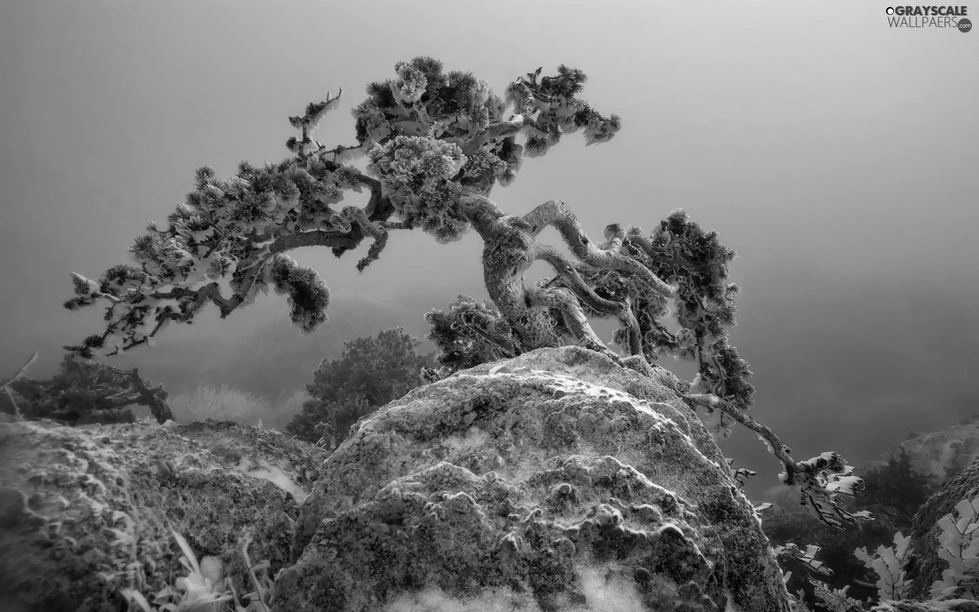 winter, rocks, trees