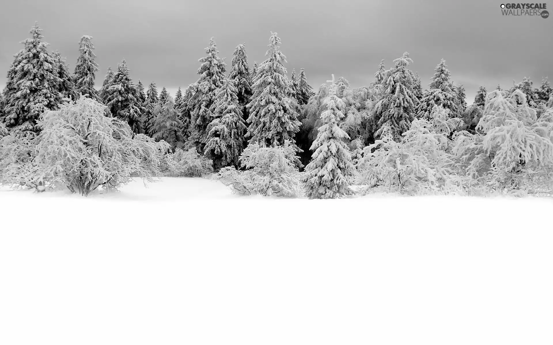 trees, snow, winter, viewes