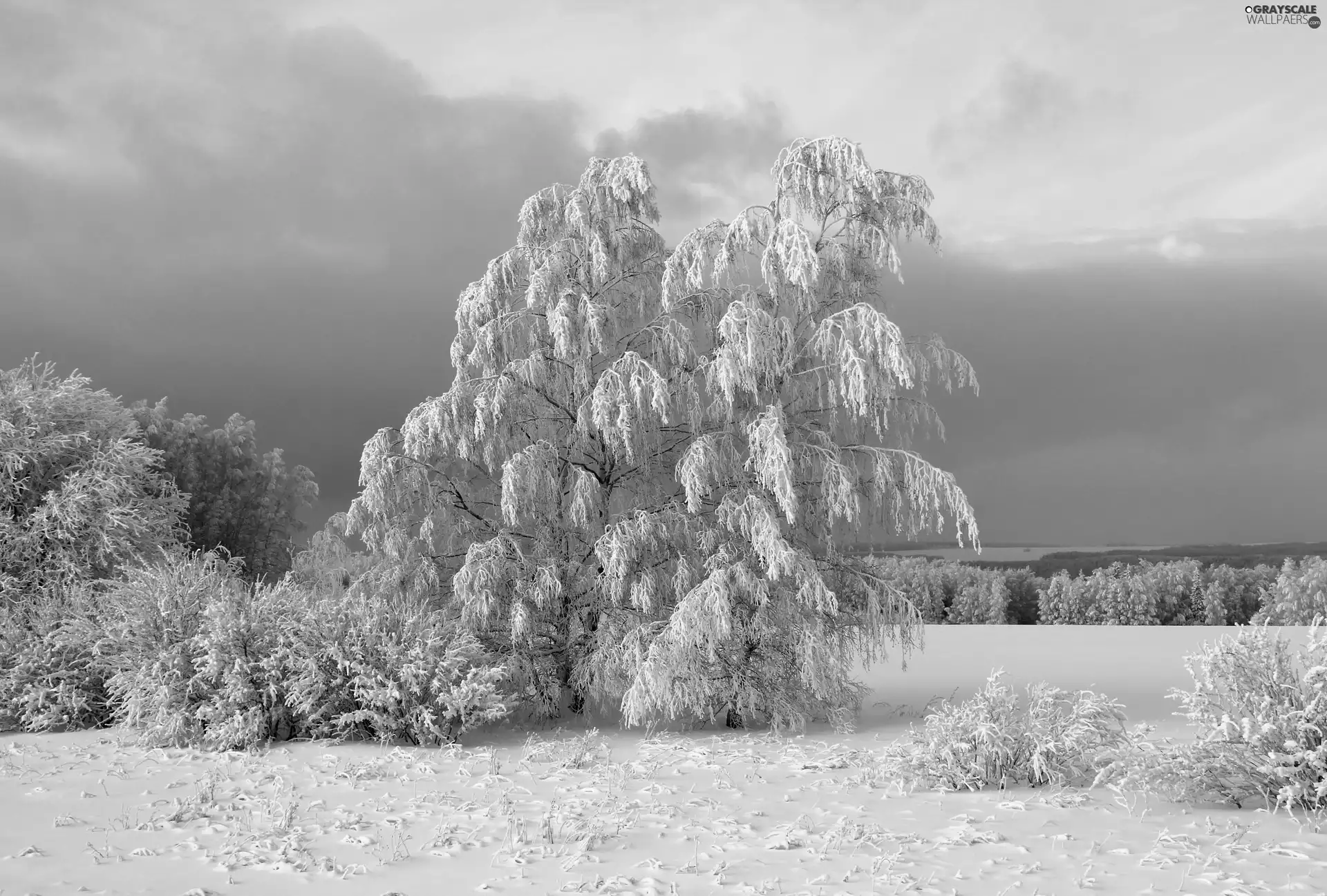 trees, snow, winter, viewes