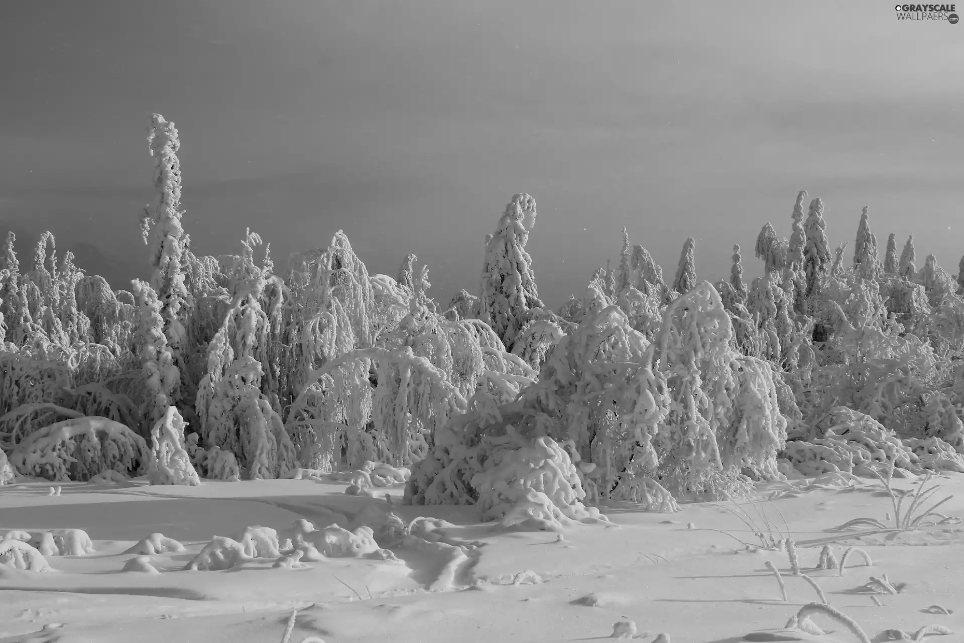 trees, snow, winter, viewes