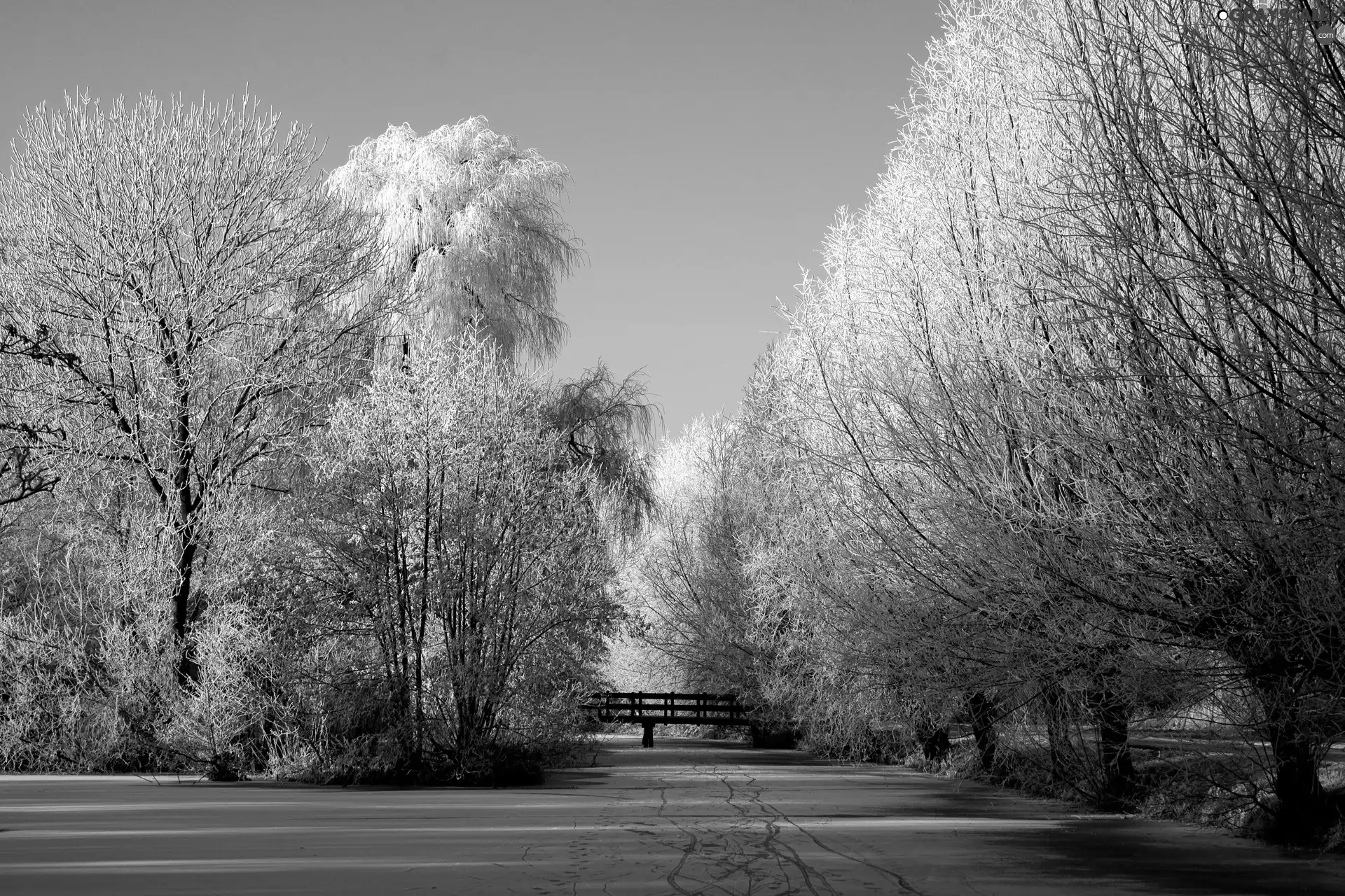 trees, snow, winter, viewes