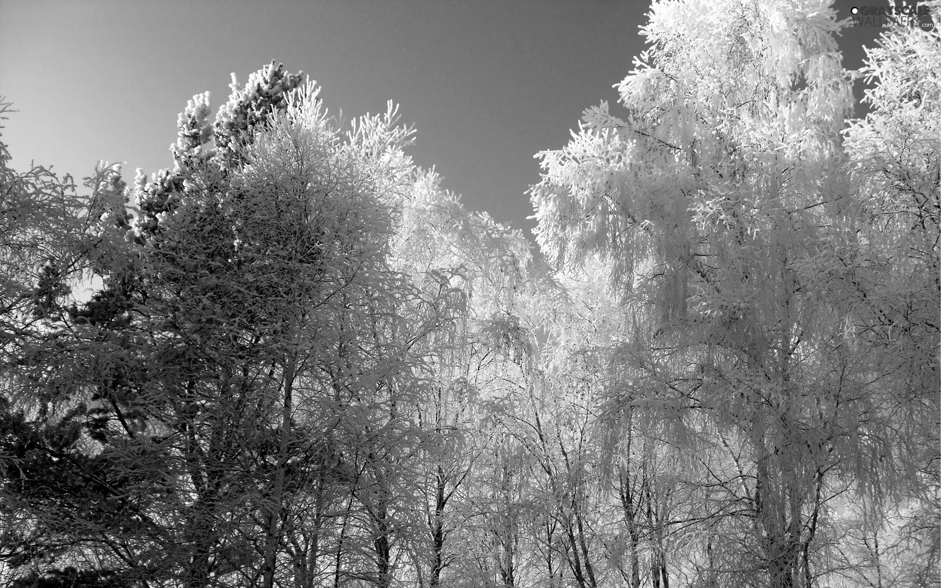 trees, snow, winter, viewes