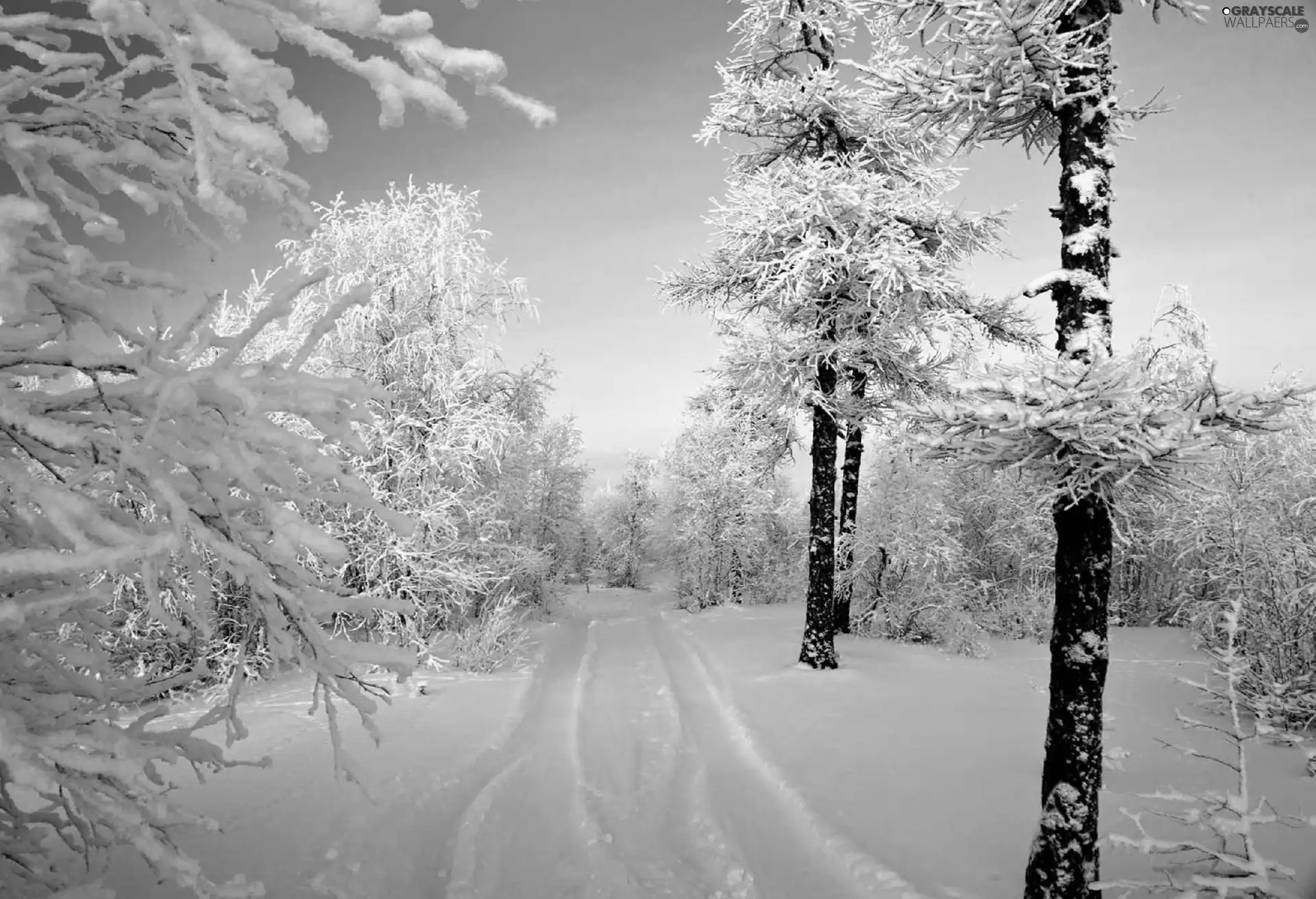 trees, snow, winter, viewes