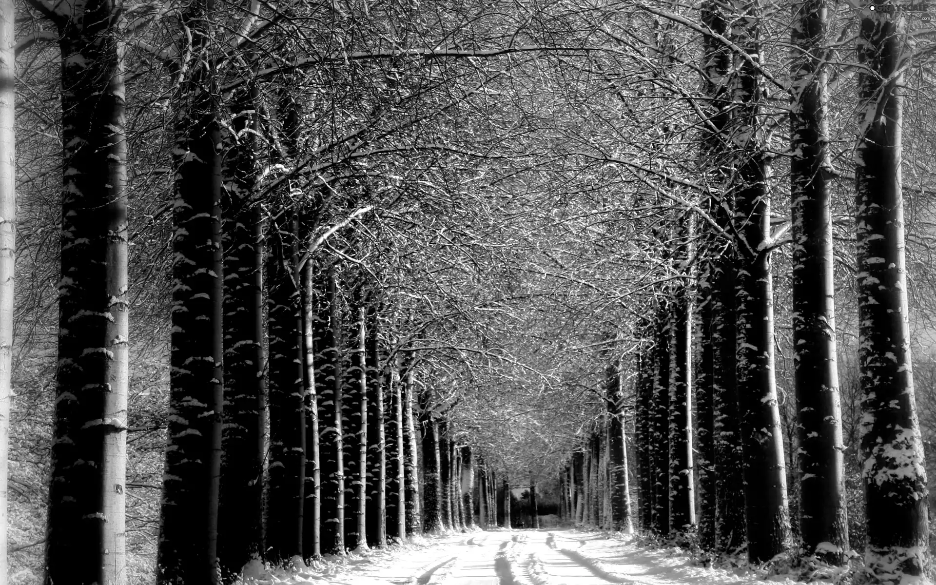 trees, Way, winter, viewes