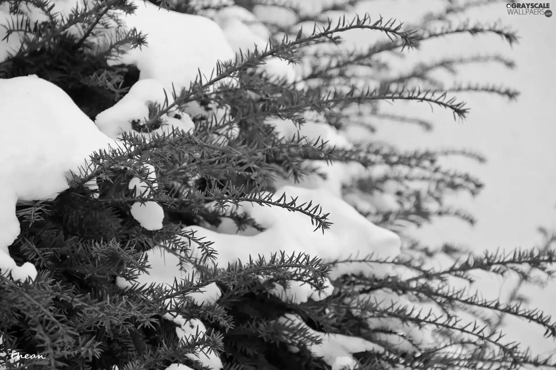 winter, Snowy, Twigs