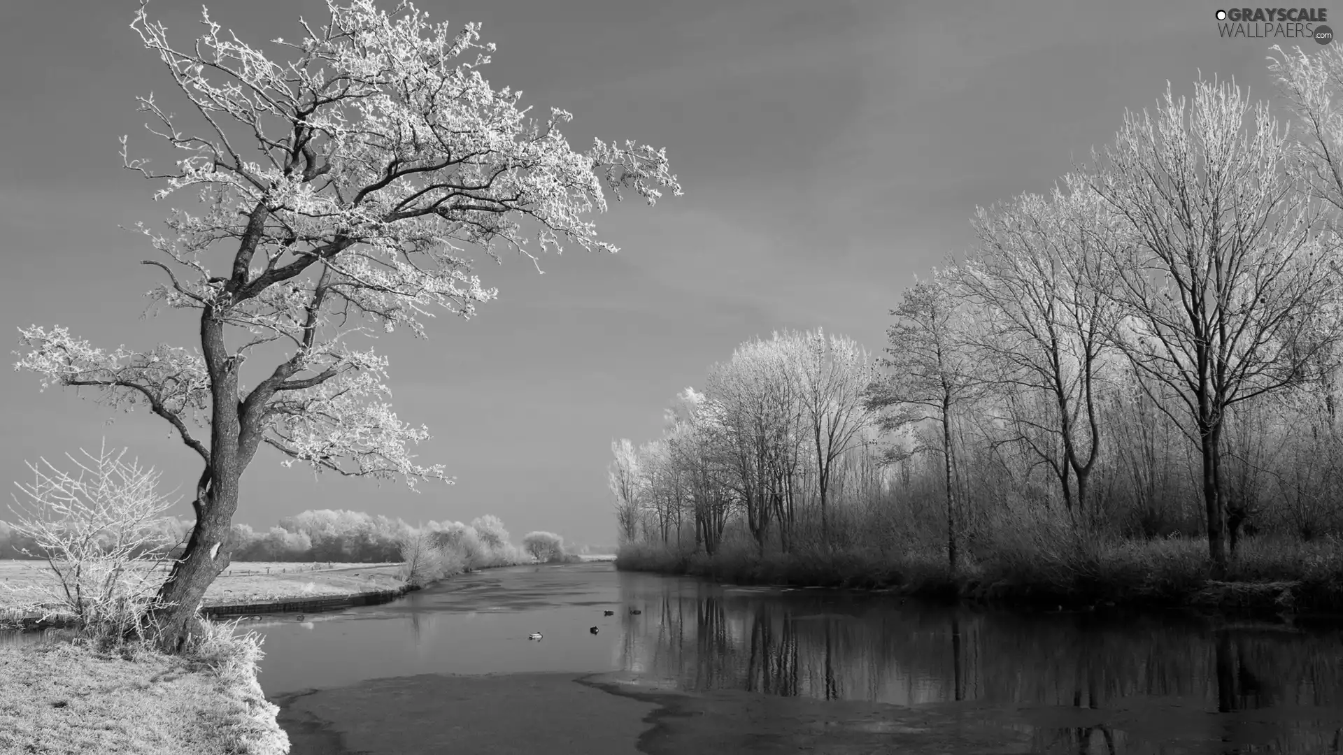 winter, View, trees, viewes, River