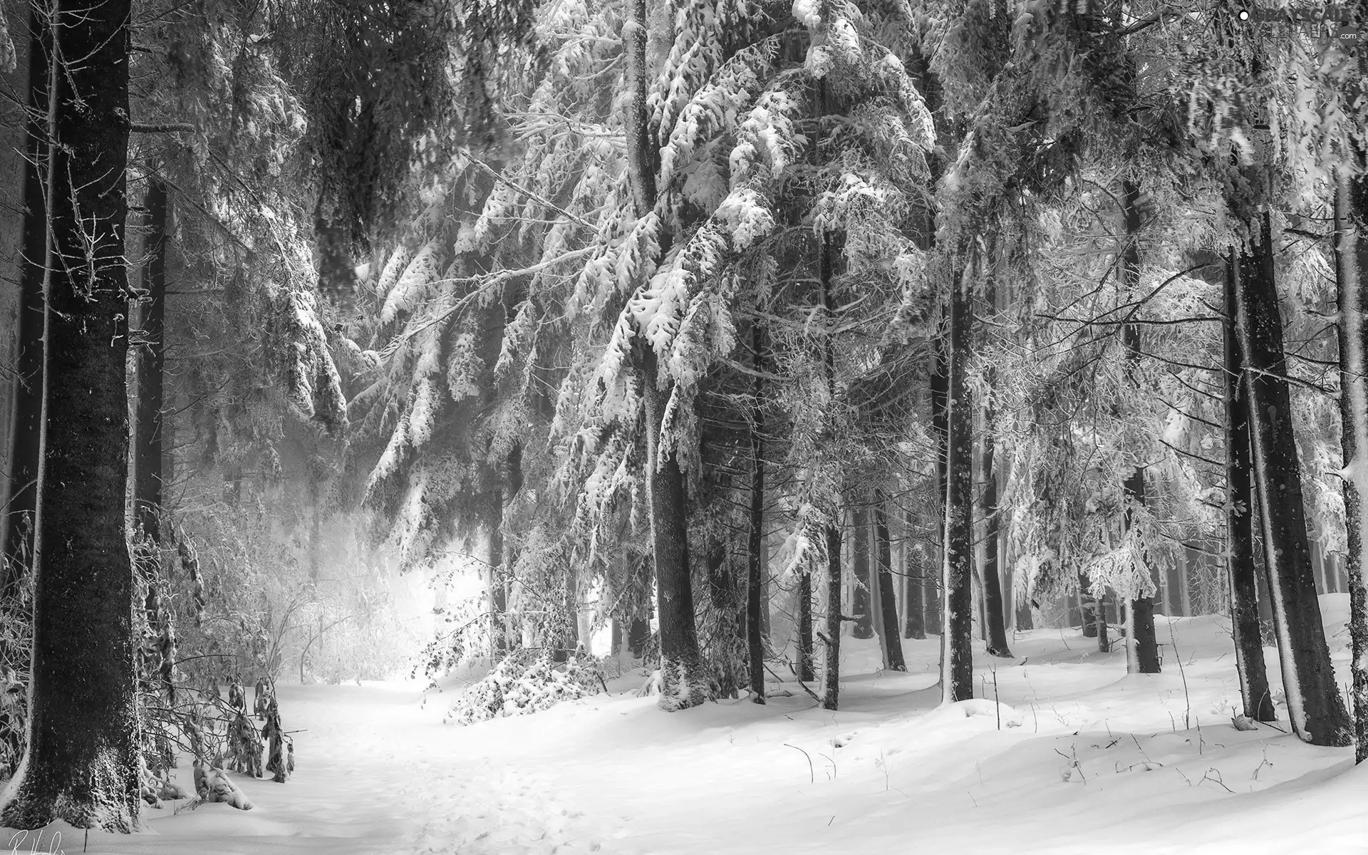 winter, forest, Way