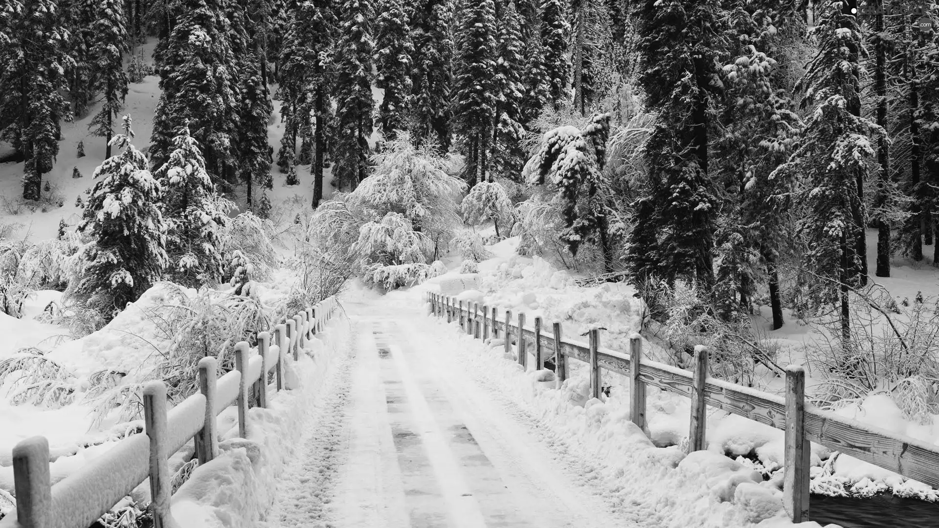 winter, forest, Way