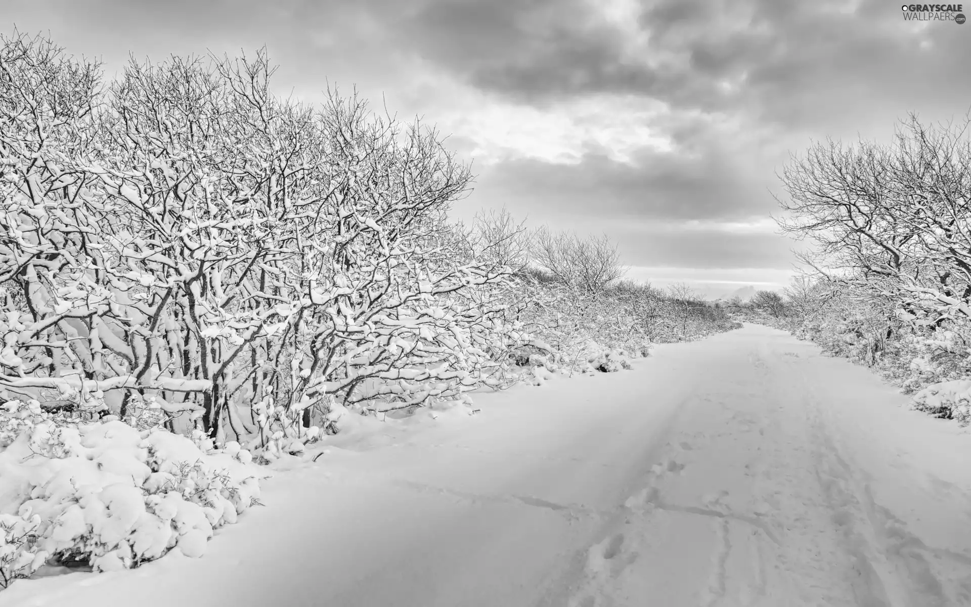 Way, viewes, winter, trees