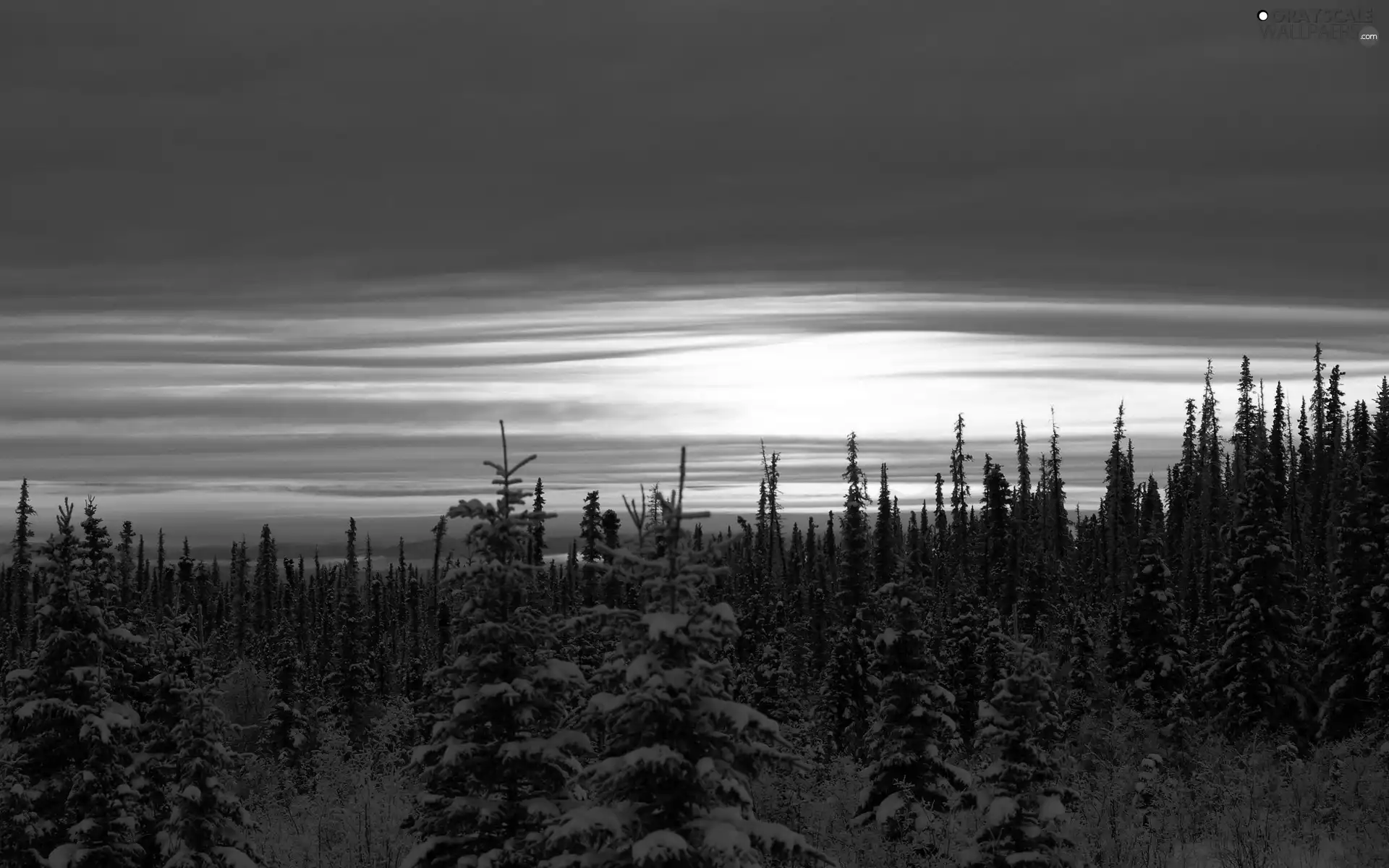 west, forest, winter, sun