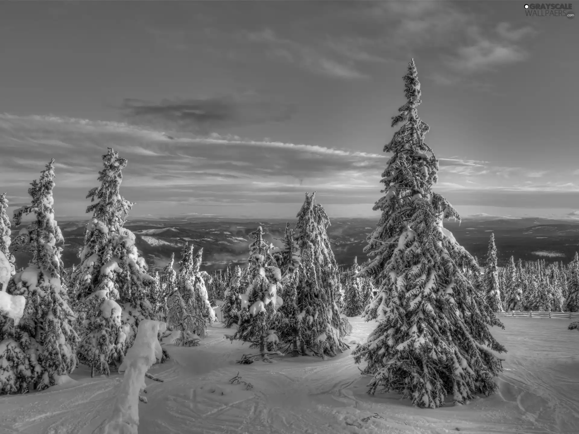 west, Spruces, winter, sun