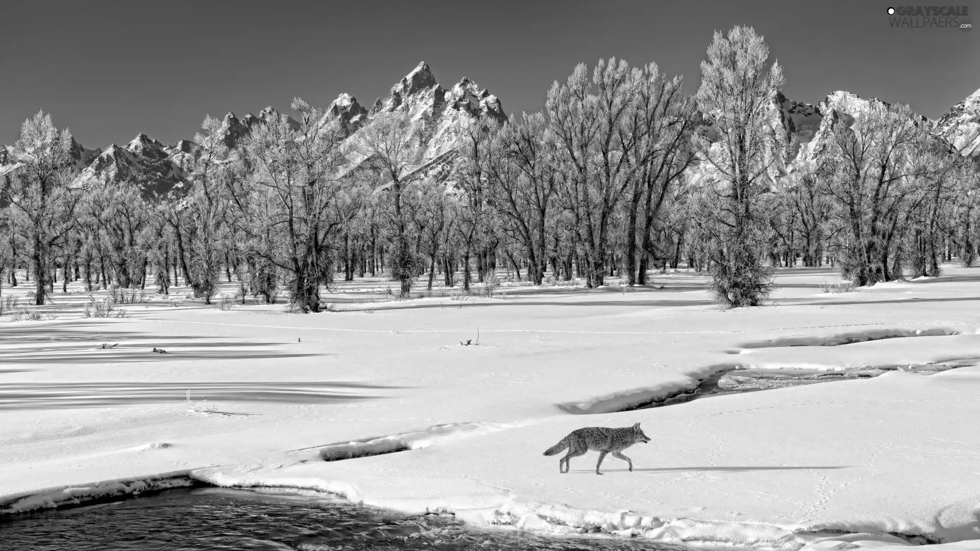 Wolf, River, winter, Mountains
