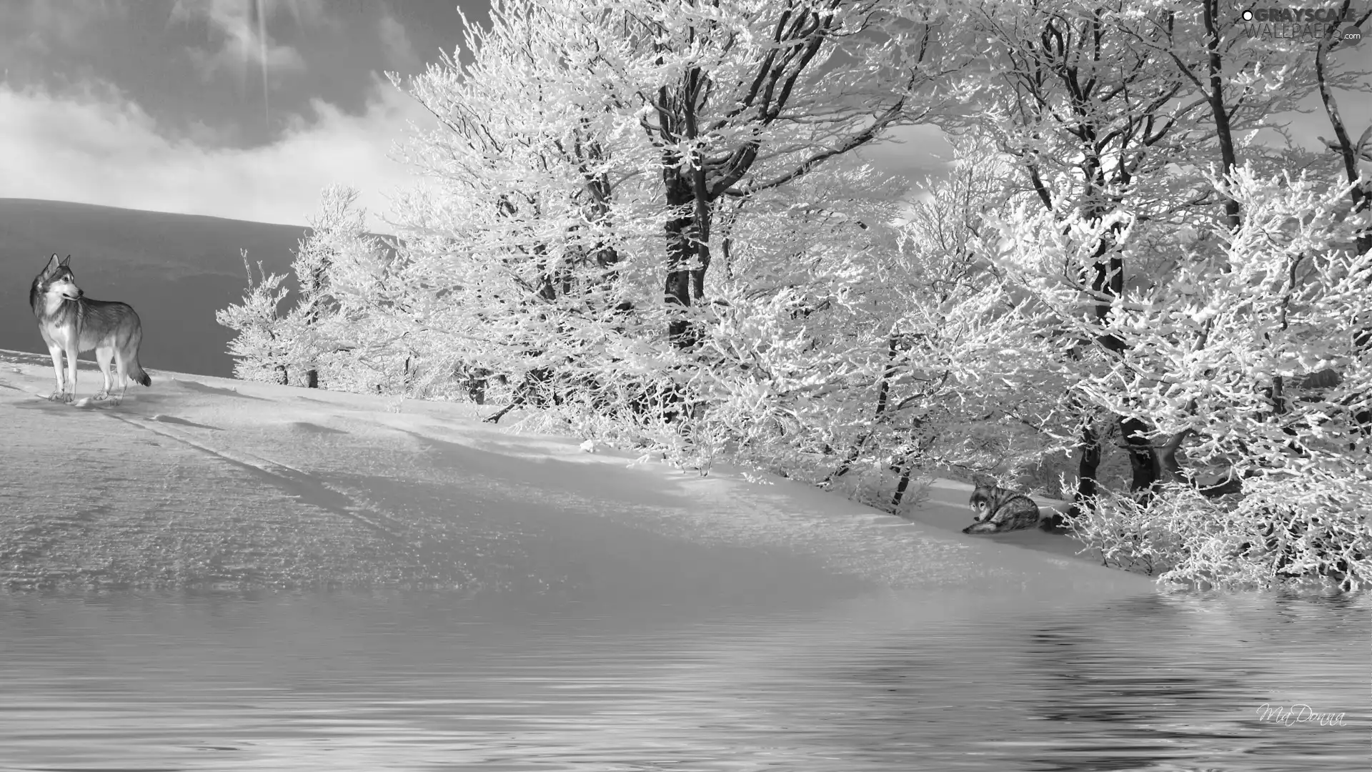 wolves, viewes, winter, trees