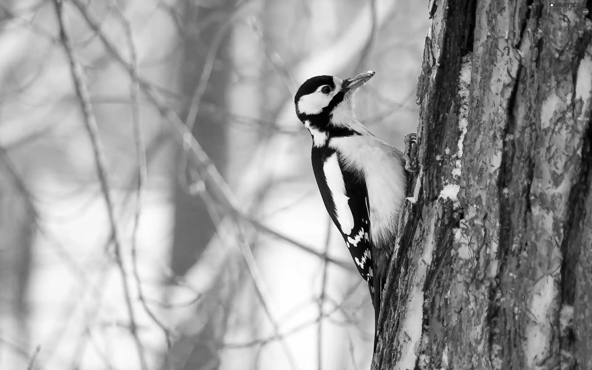 woodpecker, forest, winter, trees