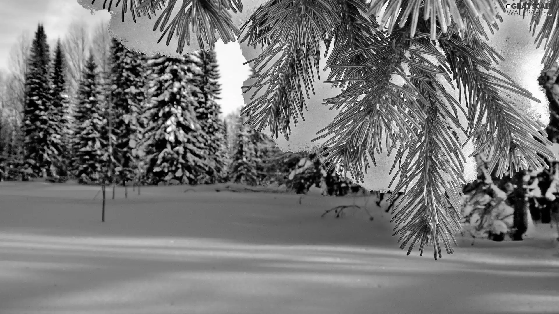 woods, trees, winter, Snowy