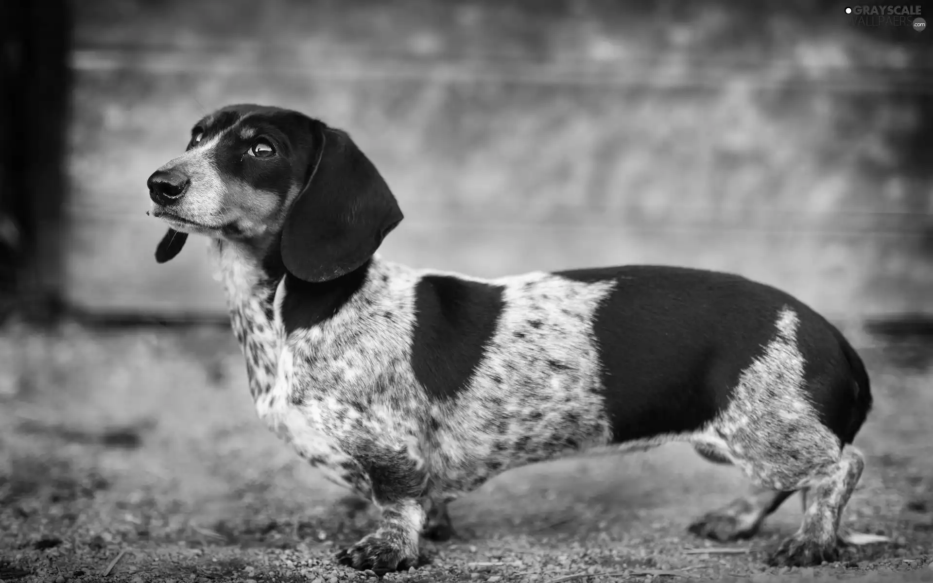 dachshund, Wirehaired