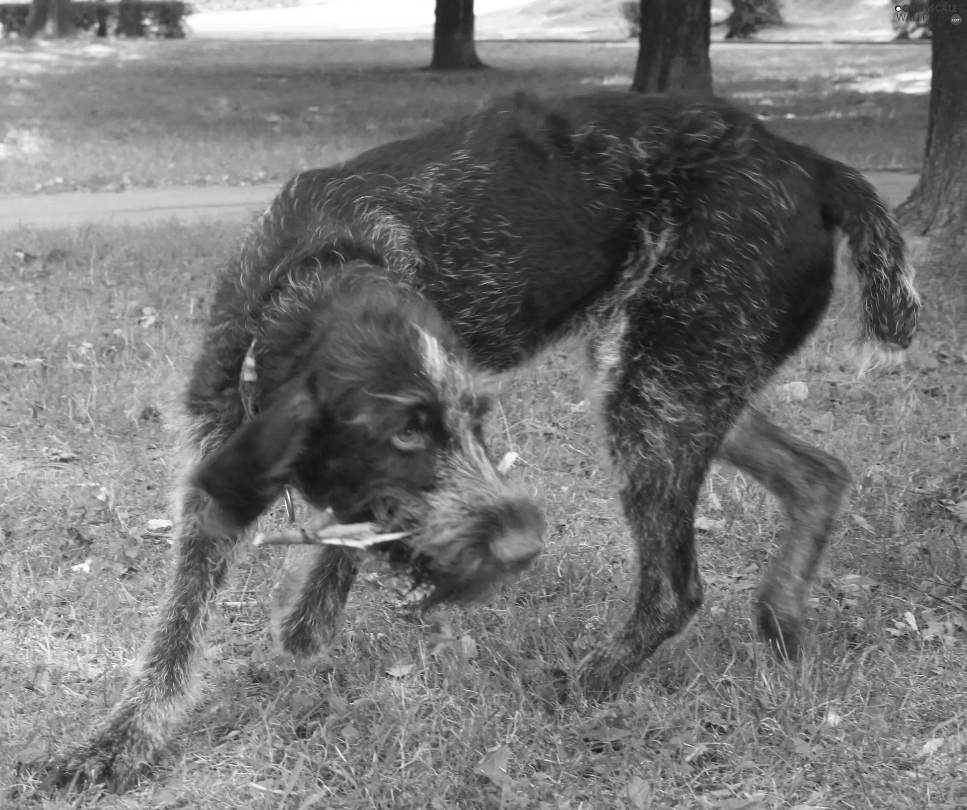 German Wirehaired Pointer