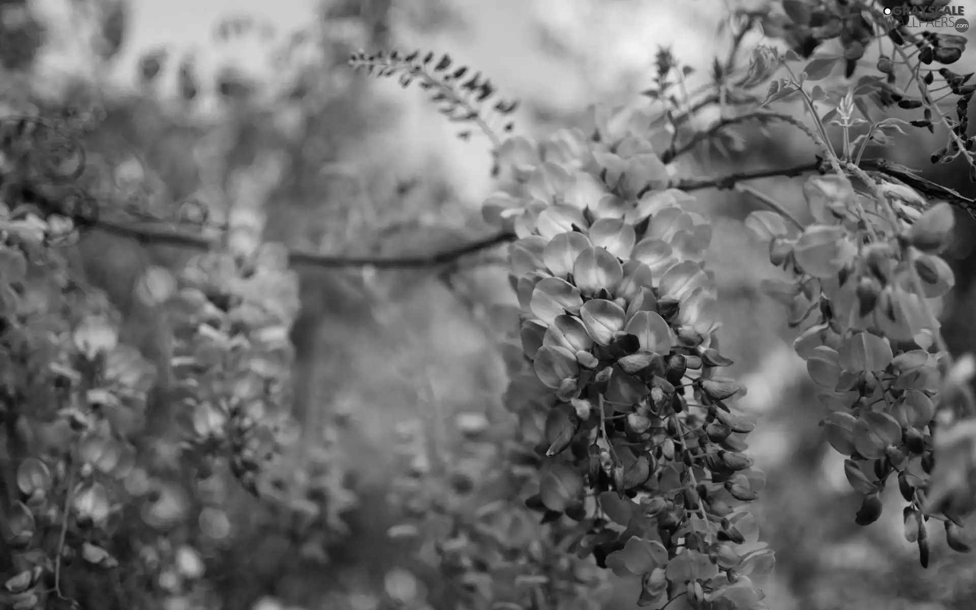 Wisteria, wistaria, purple, Flowers, twig